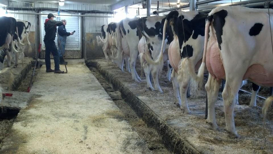 Holstein Friesian cattle for sale